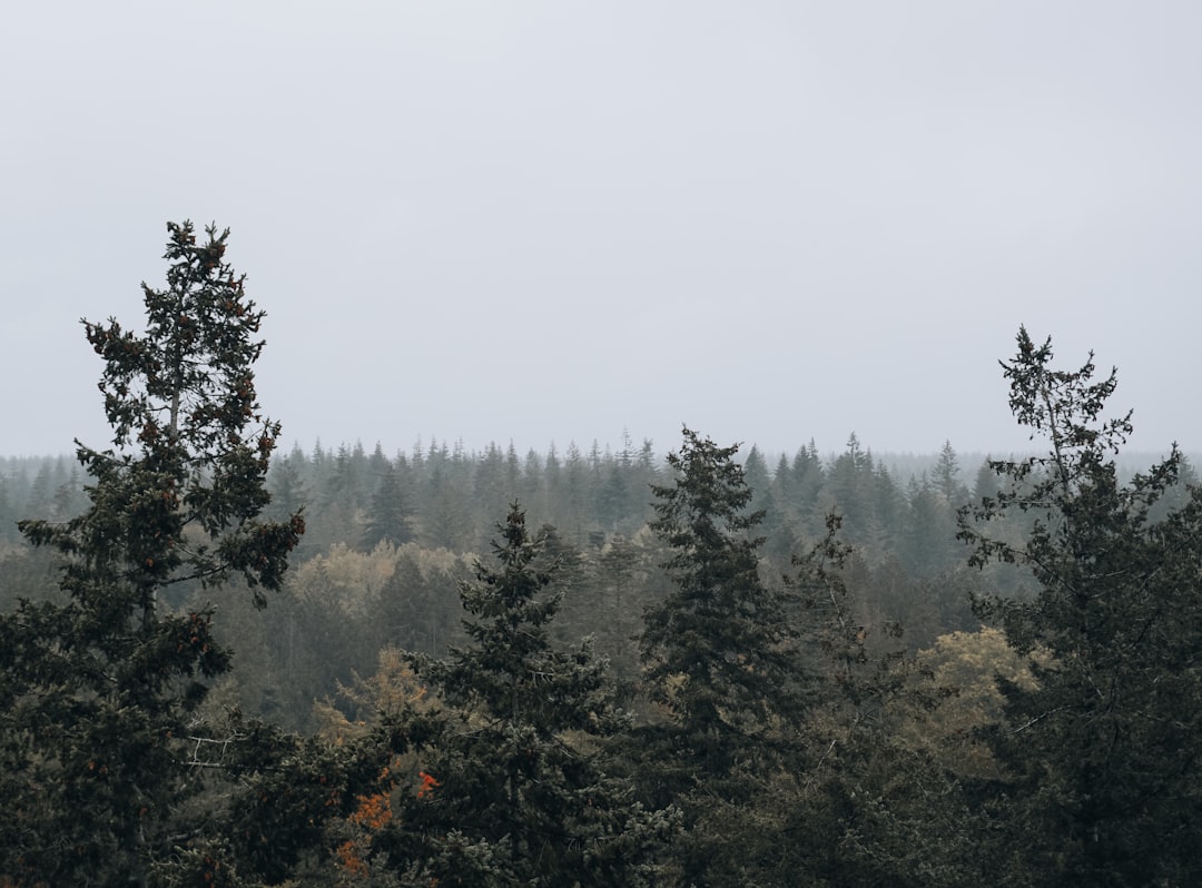 green trees under white sky during daytime