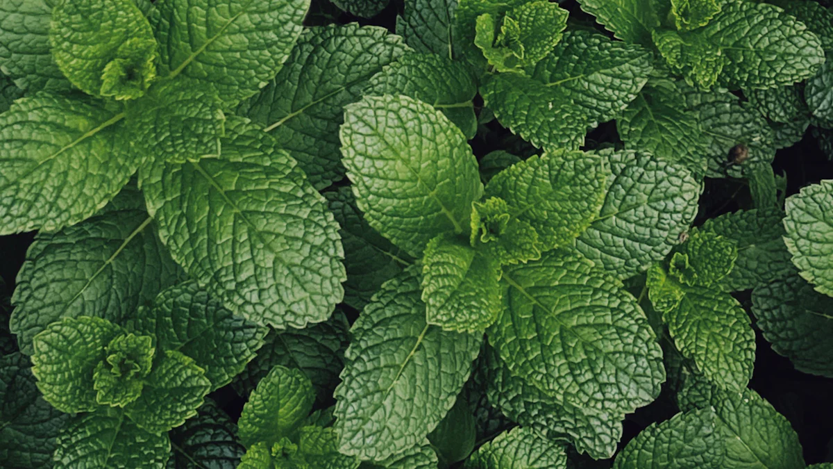 A Step-by-Step Guide to Making Mint Extract
