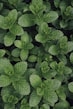 green leaves plant during daytime