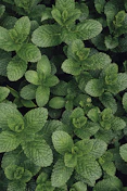 peppermint plants