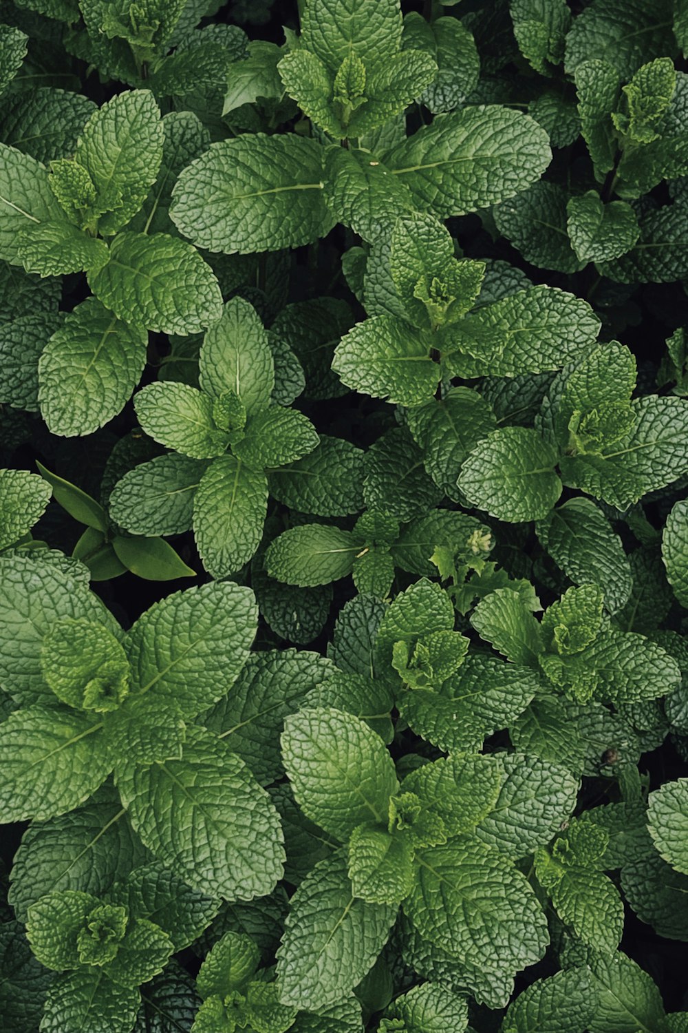 planta de folhas verdes durante o dia