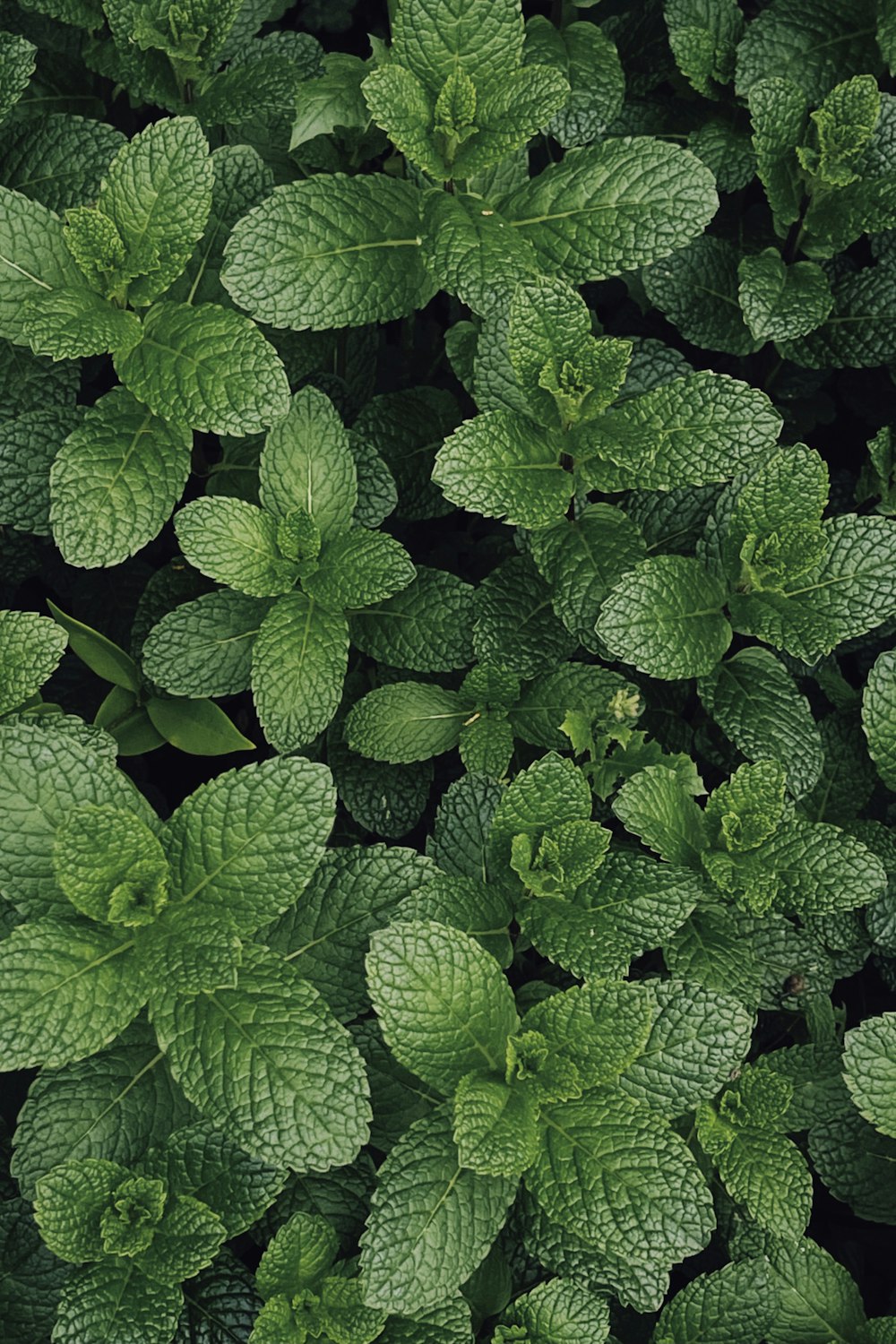 Mint Leaves Pictures  Download Free Images on Unsplash