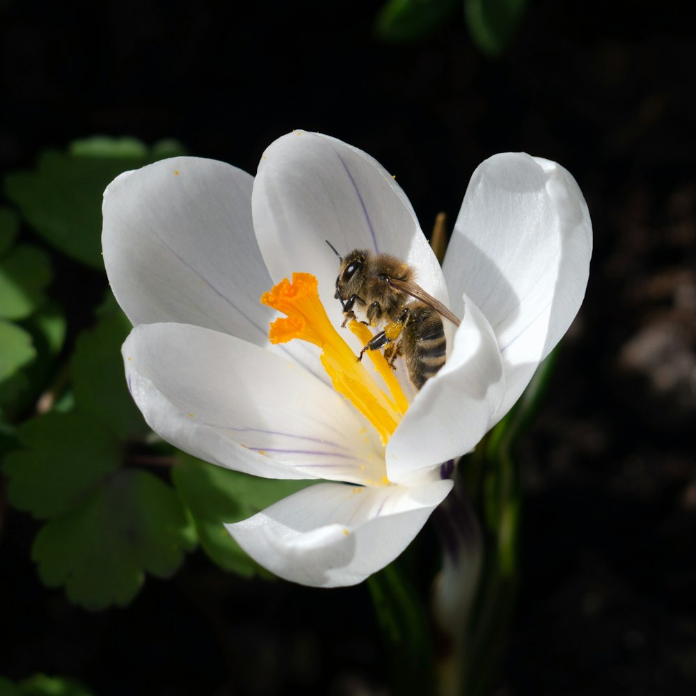 abelha empoleirada na flor de pétalas brancas em fotografia de perto durante o dia