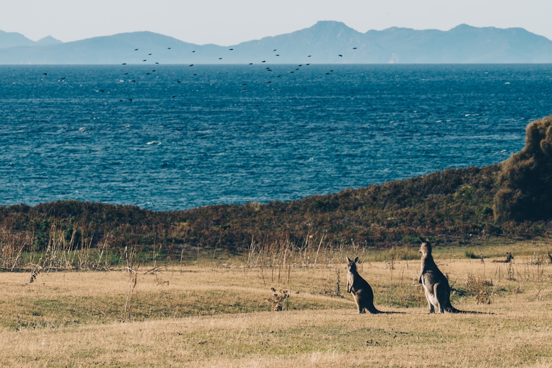  man in black long sleeve shirt standing on brown grass field near blue sea during daytime kangaroo