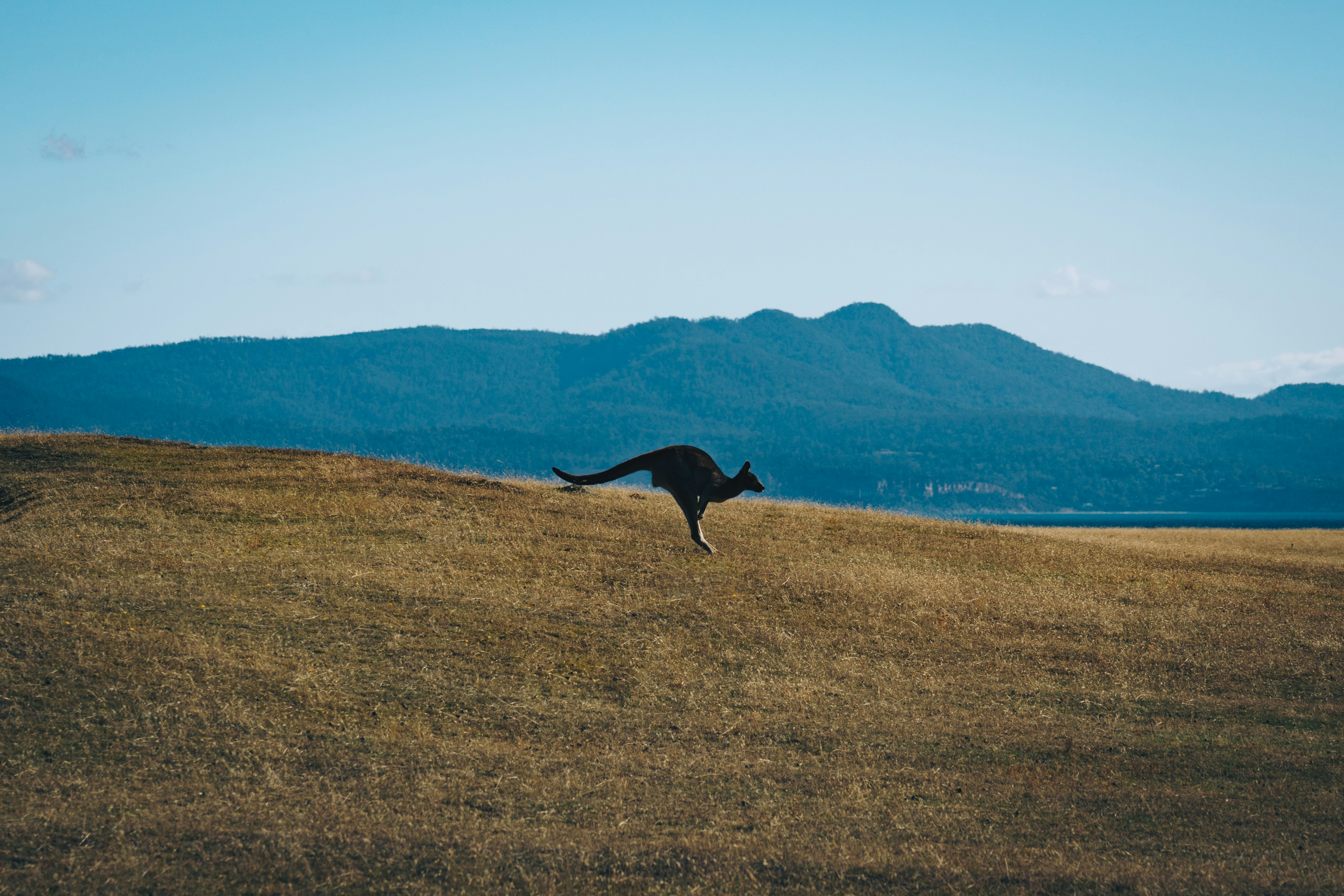 black horse running on brown grass field during daytime, maria island, kangaroo, 
