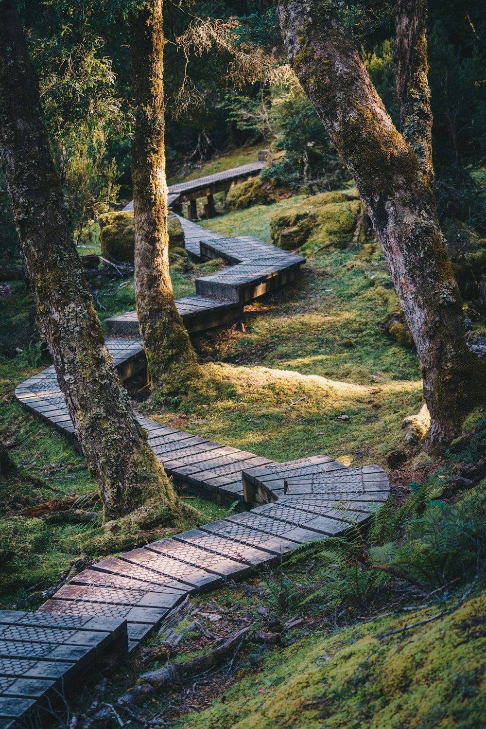 brown wooden dock near green trees during daytime