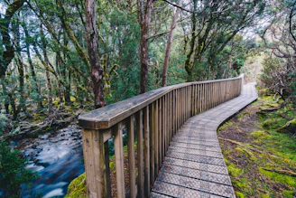A winding boardwalk weaving through a lush green forest, inviting a peaceful stroll.