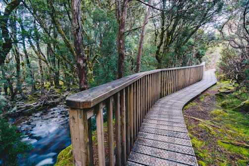 A winding boardwalk weaving through a lush green forest, inviting a peaceful stroll.