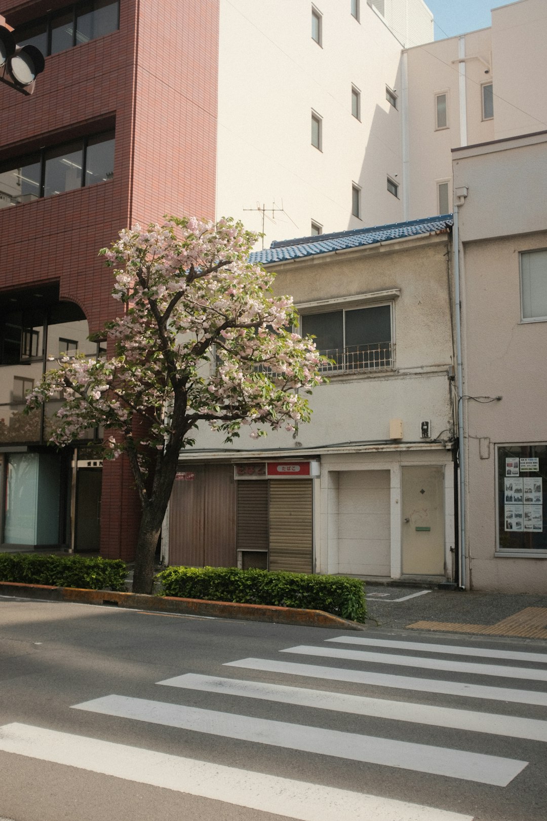 pink and green tree in front of white concrete building