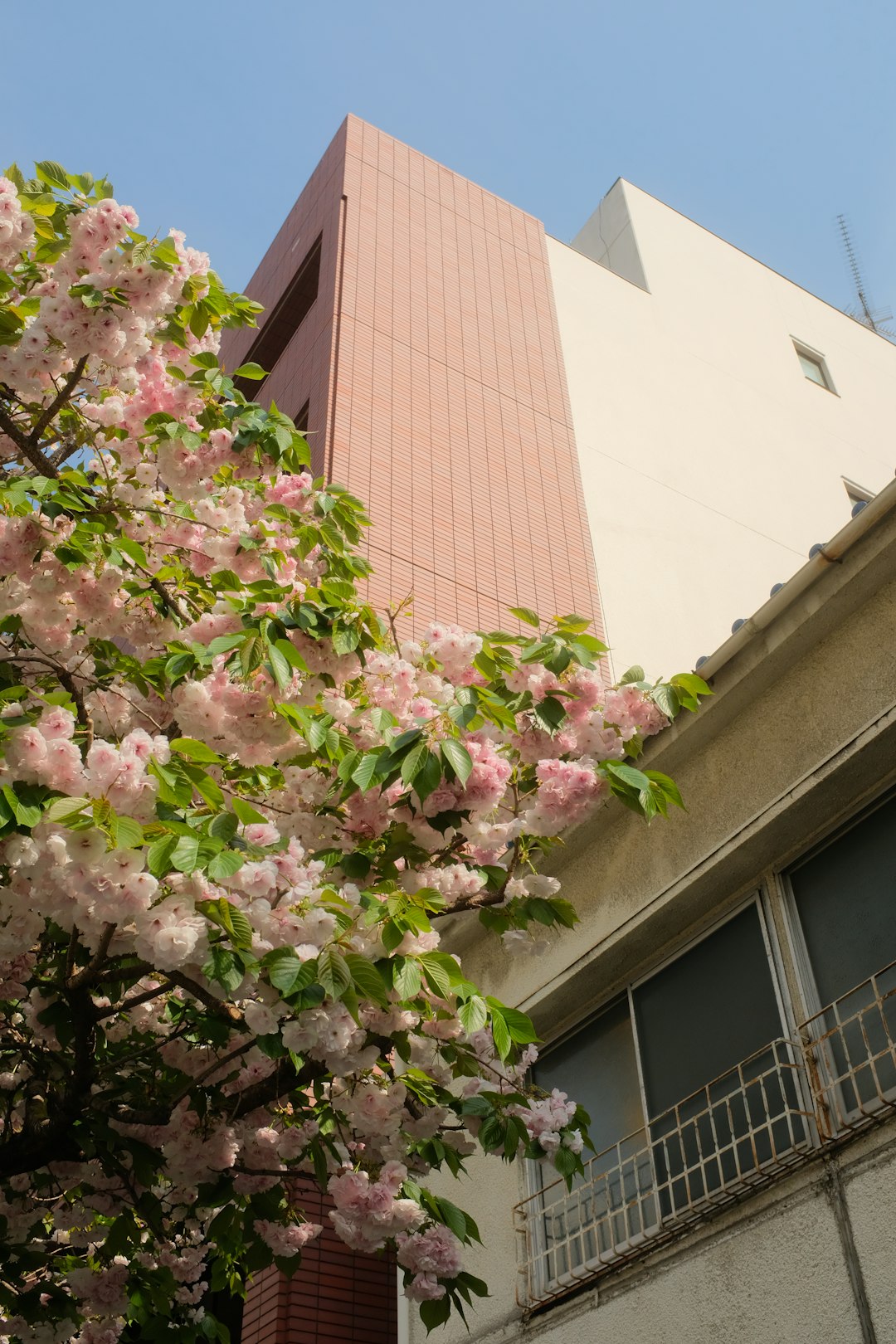 pink flowers on brown concrete building
