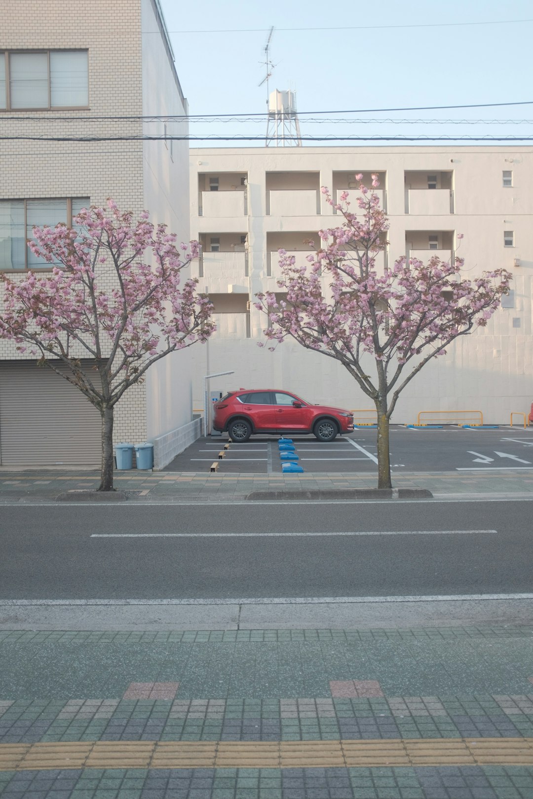 blue sedan on road near pink leaf tree during daytime