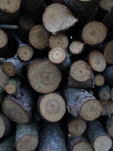 A stack of cut logs featuring visible tree rings and rough bark. The logs vary in size, and their ends display concentric growth rings, indicative of their age.