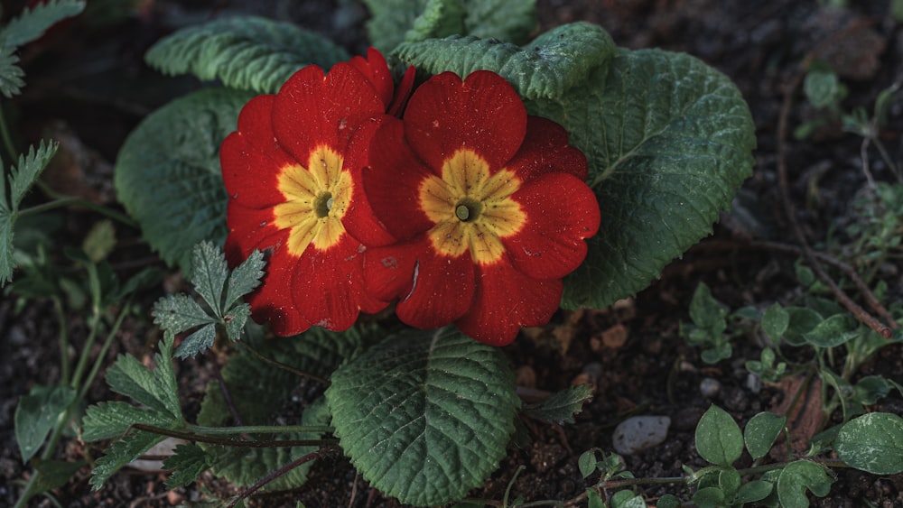 red flower with green leaves