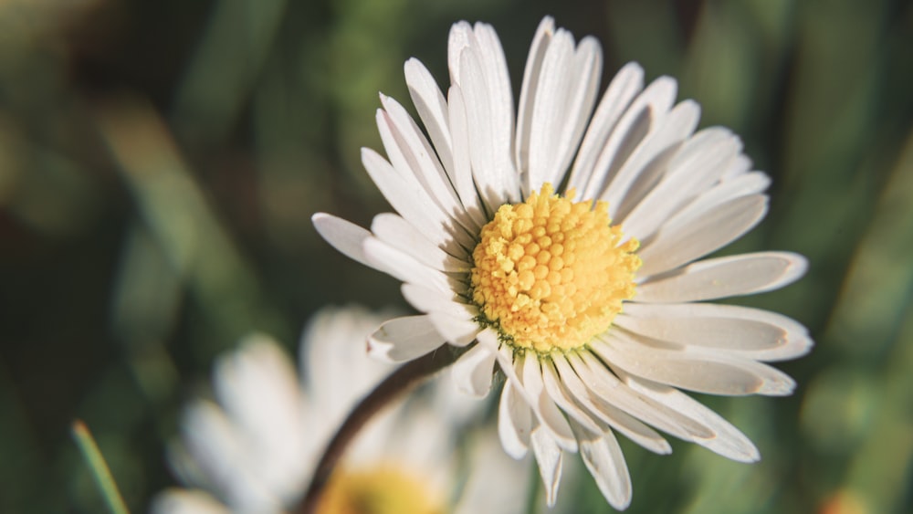 white daisy in bloom during daytime