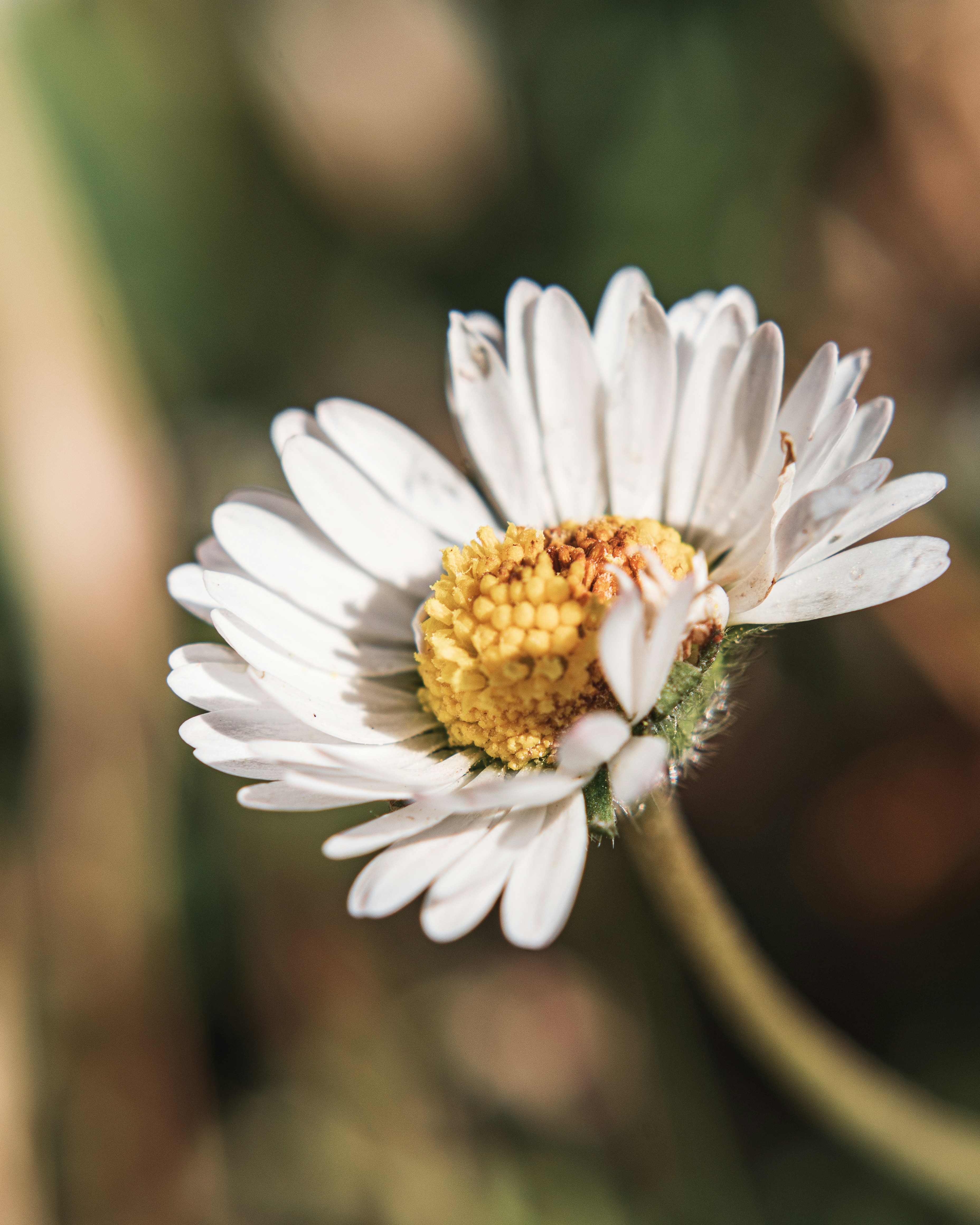 Photo by mauro_zacconi