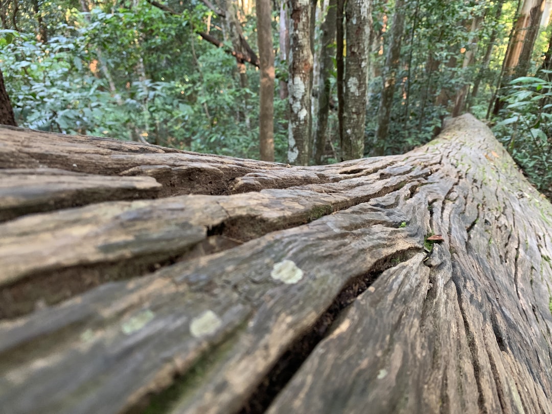 fallen-tree-bridge ... photo