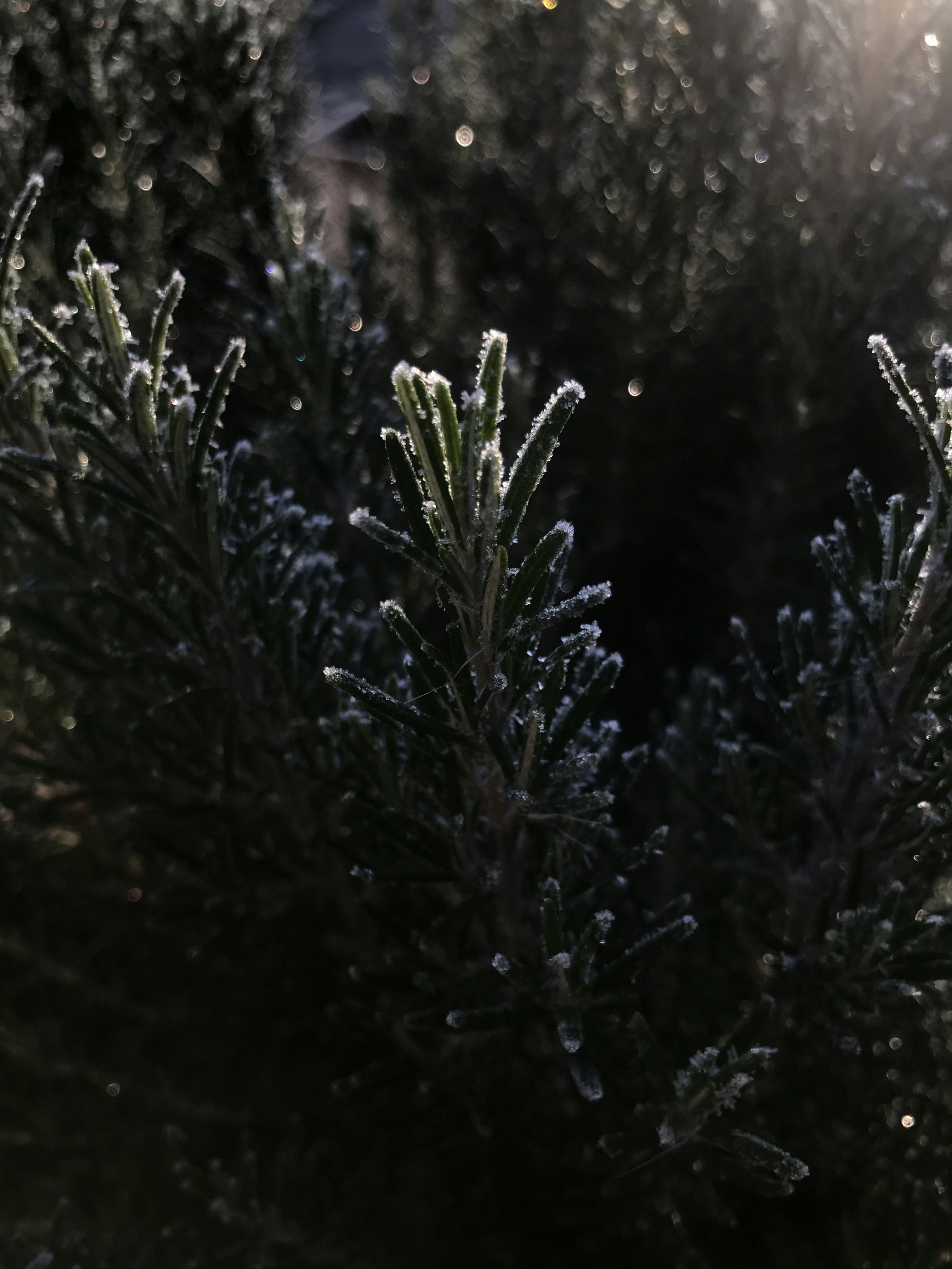 Photo by louwechsler