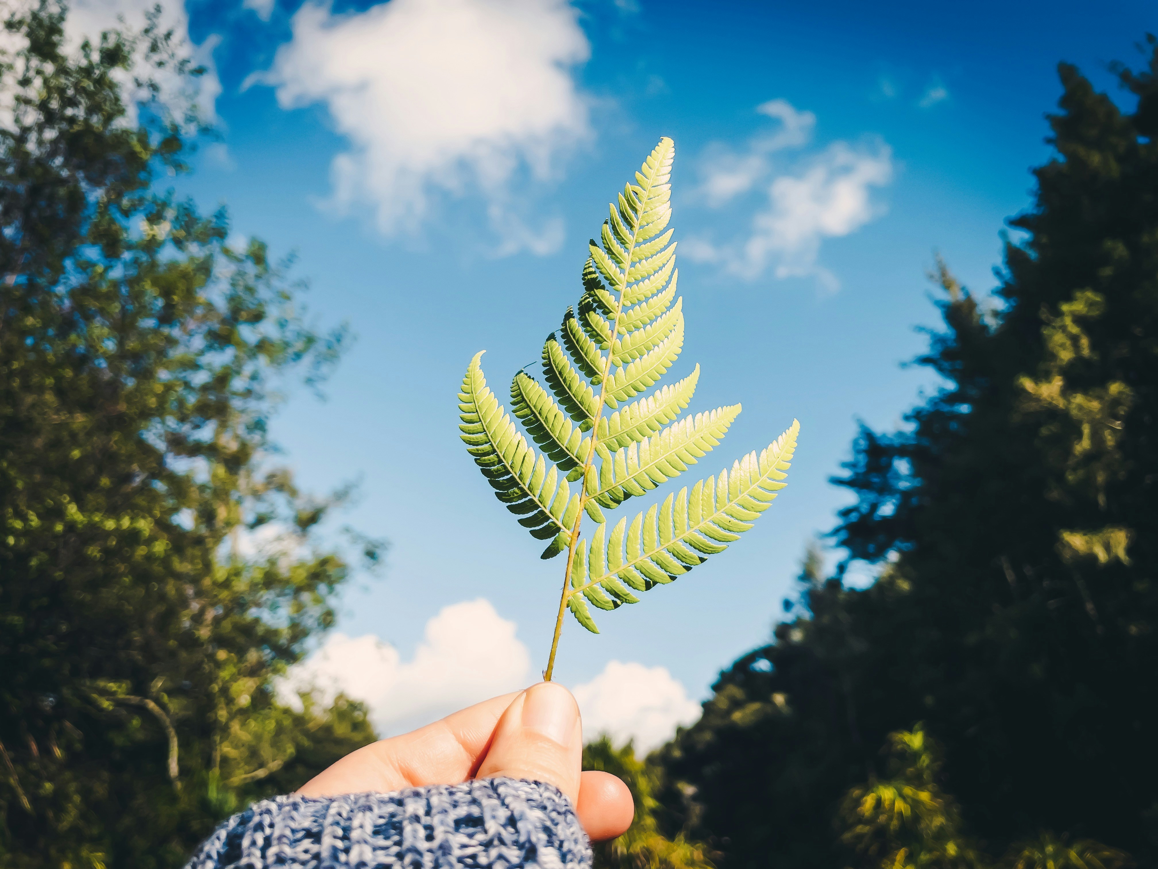 person holding green leaf during daytime