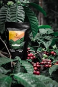 A black coffee bag with a colorful label showcasing a mountain landscape and flying birds is nestled among lush green coffee plant leaves. The scene also includes clusters of ripe red coffee cherries on branches.