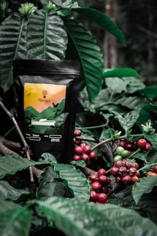 A black coffee bag with a colorful label showcasing a mountain landscape and flying birds is nestled among lush green coffee plant leaves. The scene also includes clusters of ripe red coffee cherries on branches.