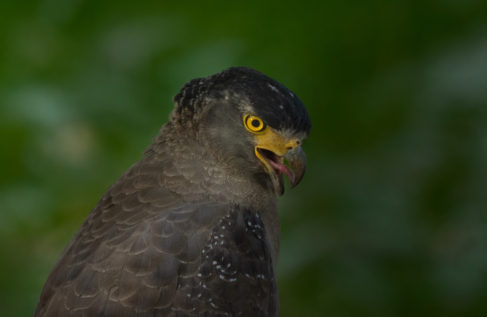 brown and yellow bird in close up photography