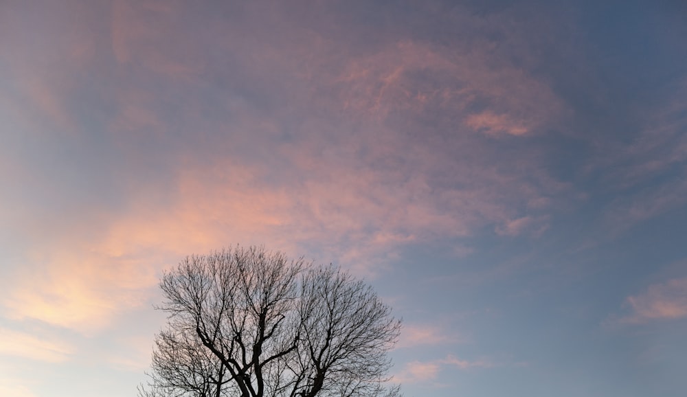 leafless tree under orange and blue sky