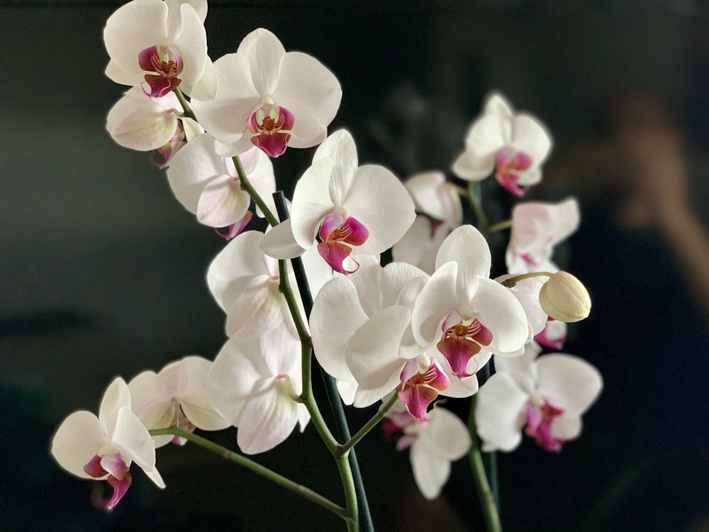 white flowers in tilt shift lens