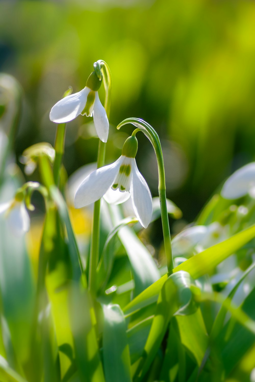 white flower buds in tilt shift lens