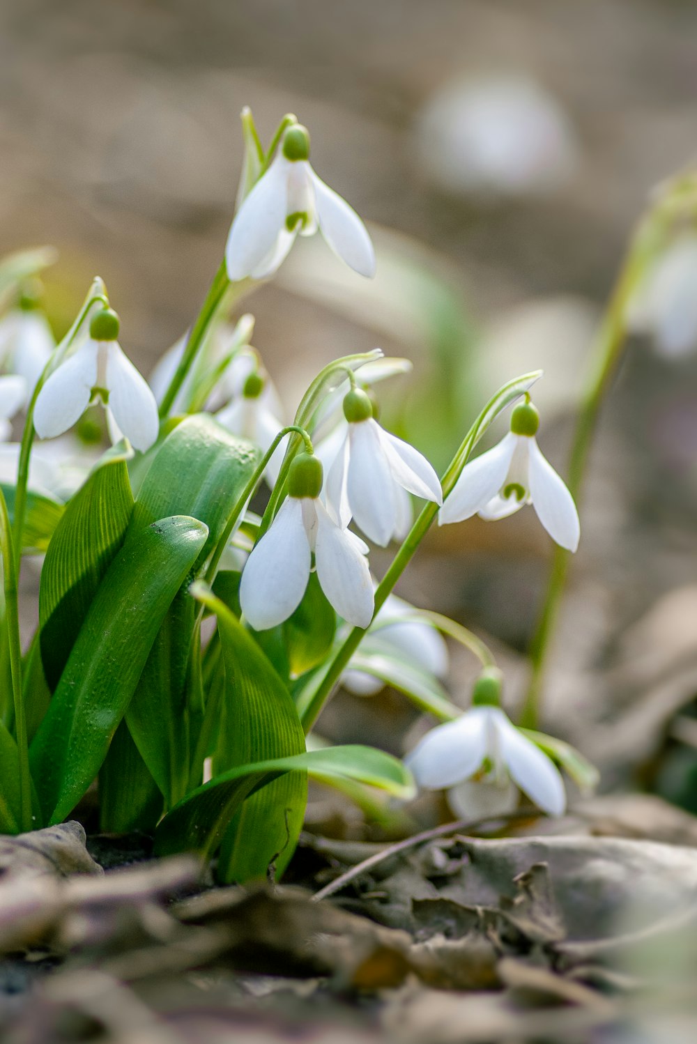 weiße Blüten mit grünen Blättern