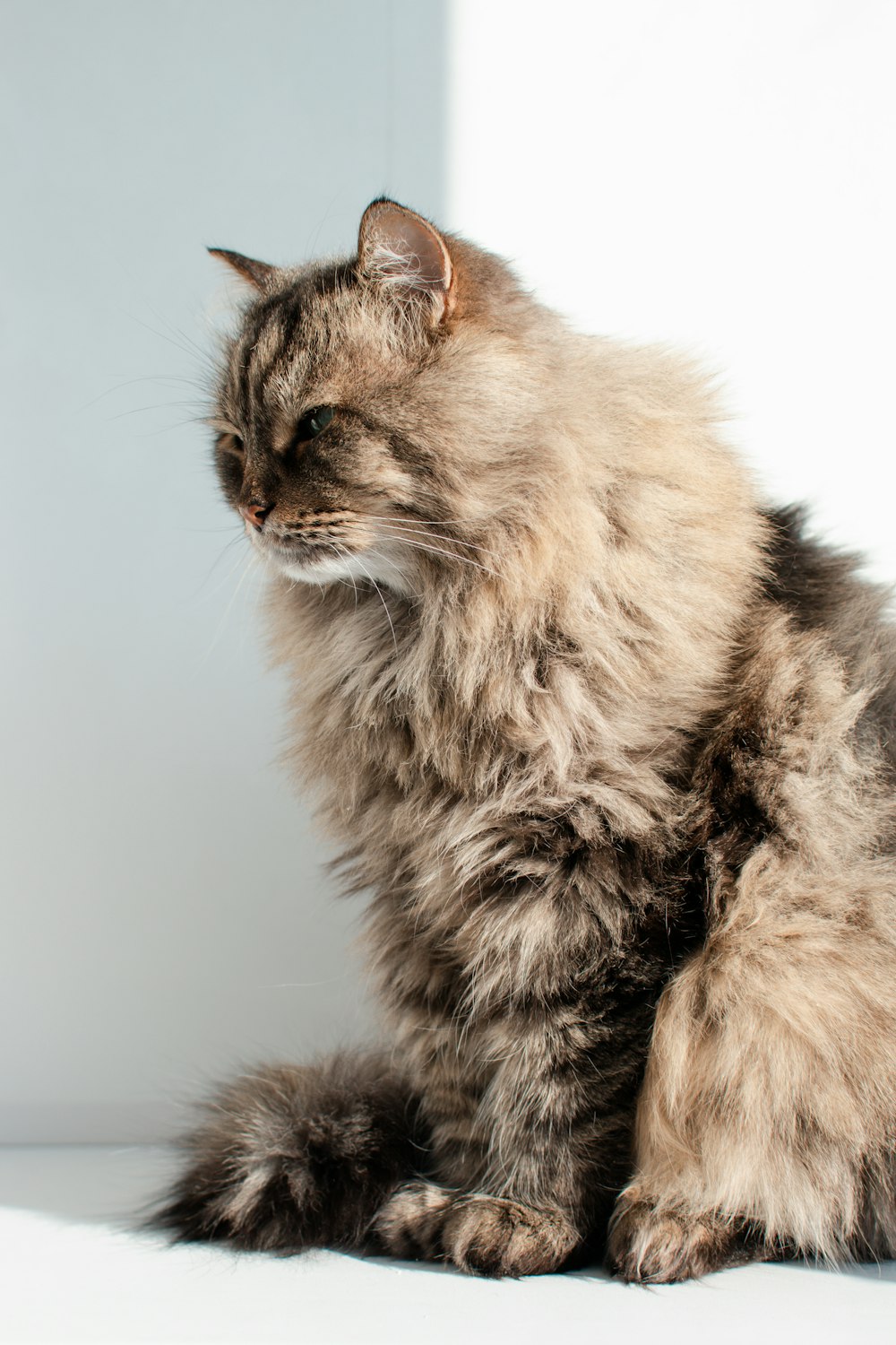 brown and black long fur cat