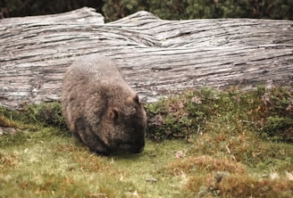 Donde ver wombats en la naturaleza en Australia
