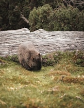 Donde ver wombats en la naturaleza en Australia