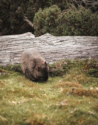 Donde ver wombats en la naturaleza en Australia