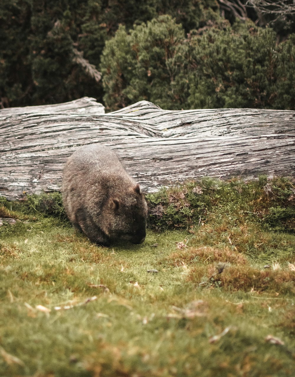 gray rock on green grass