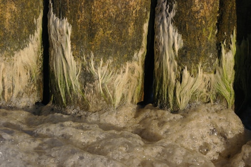 Weathered wooden posts standing in foamy water with strands of green and beige algae clinging to their surfaces. The texture of the wood and algae is rough and fibrous, adding a natural, rustic feel.