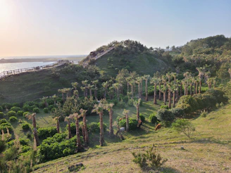 Sunlit path winding through Rancho Brío's lush pastures with horses grazing nearby