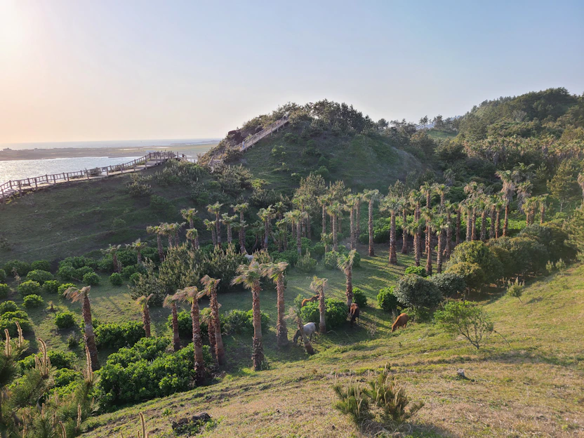 Sunlit path winding through Rancho Brío's lush pastures with horses grazing nearby
