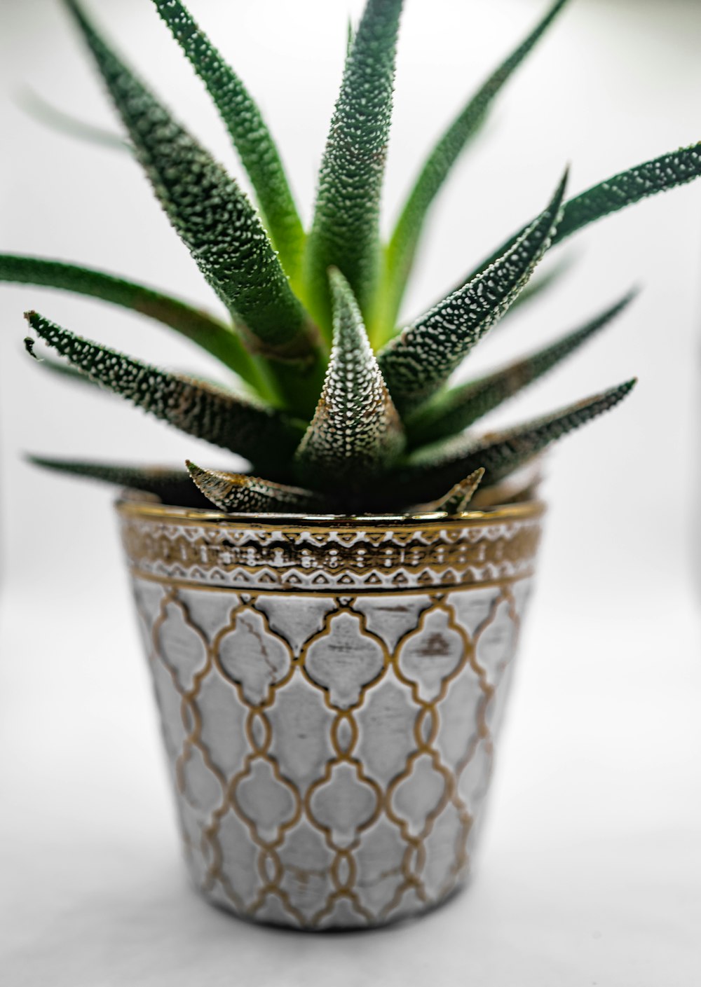 green plant in brown and blue ceramic pot