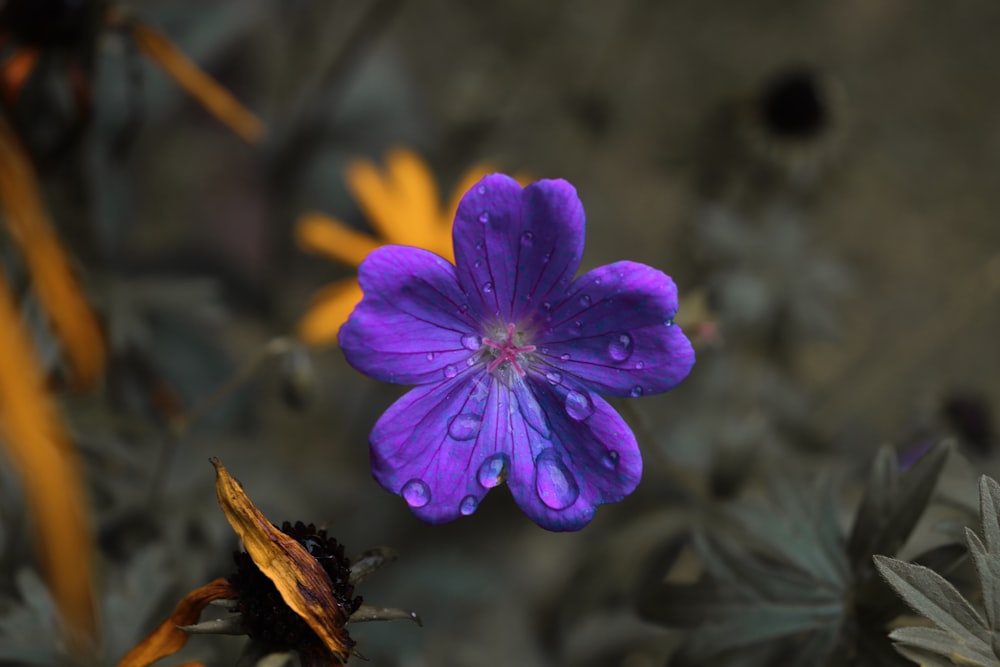 purple flower in tilt shift lens