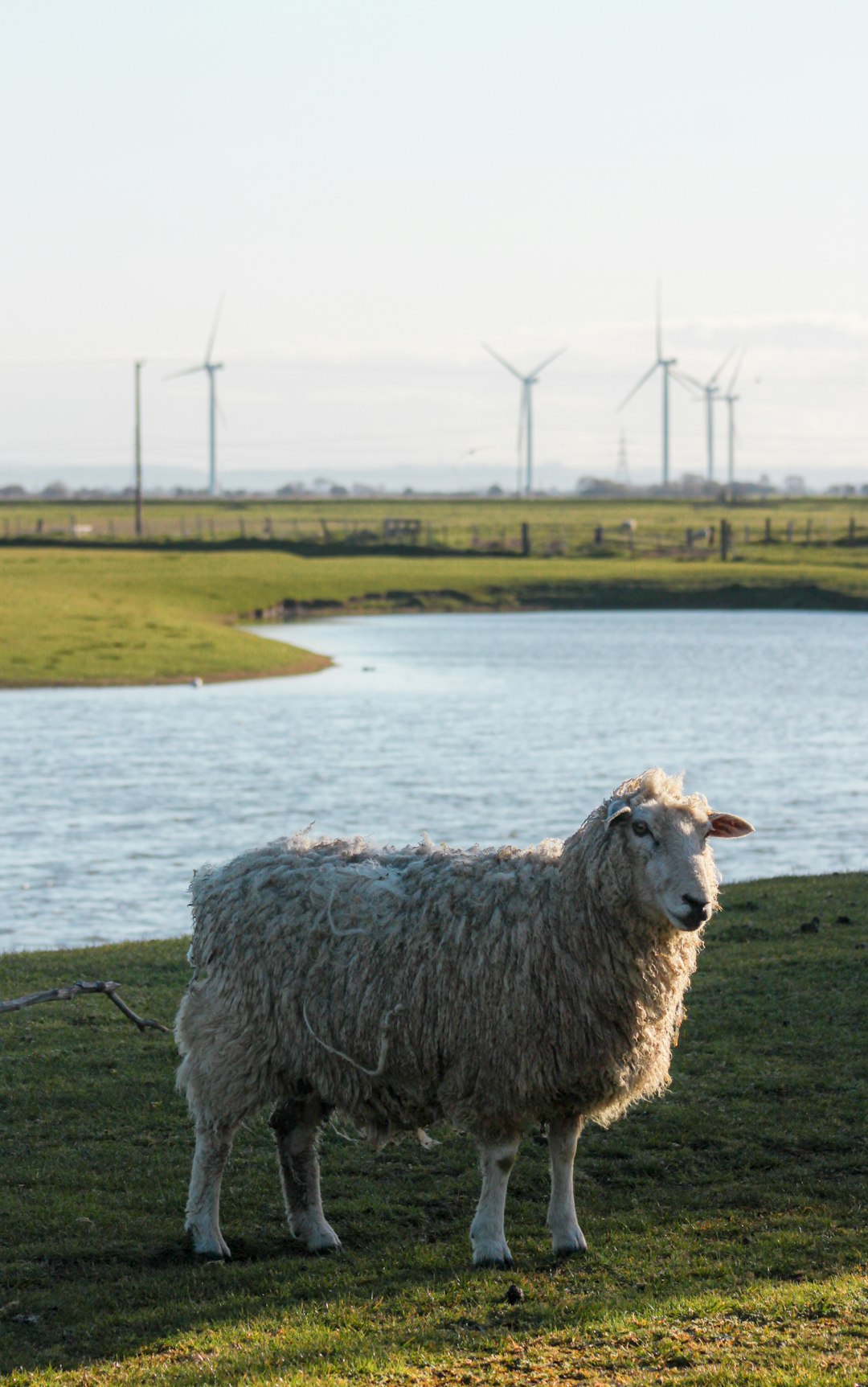 white sheep on green grass field near body of water during daytime