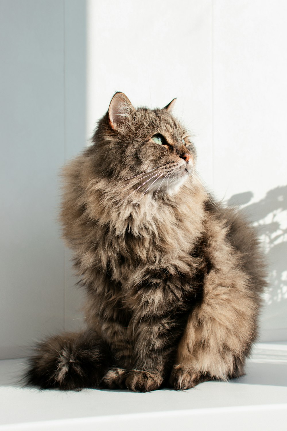 brown and black long fur cat