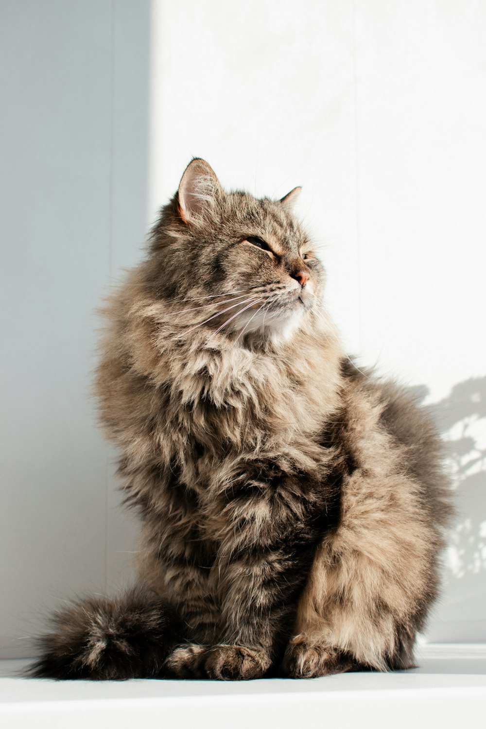 brown and black long fur cat