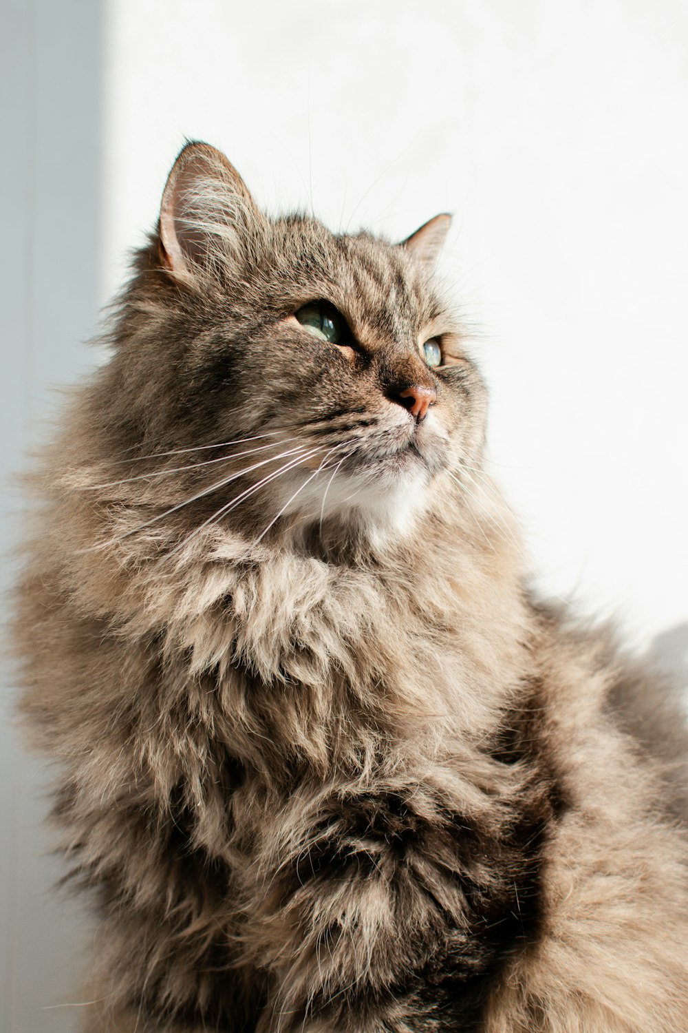 grey and white long fur cat