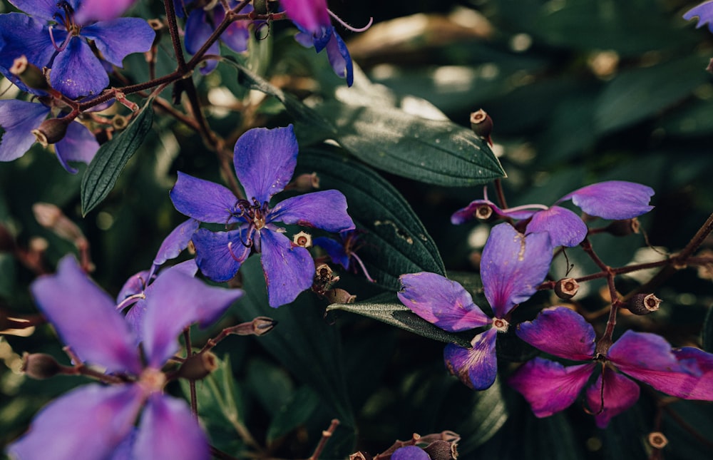 purple flowers in tilt shift lens