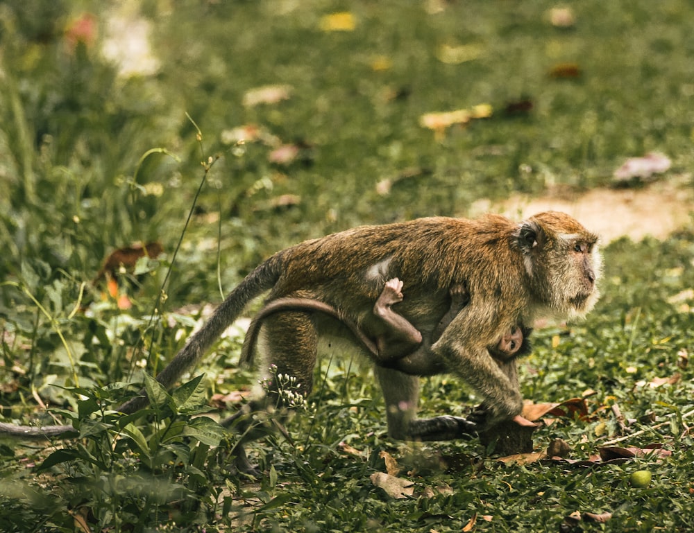 brown monkey sitting on ground