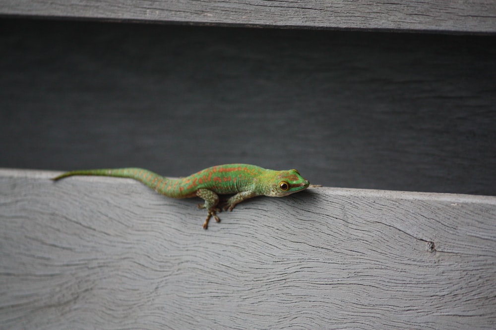 green lizard on white wooden table