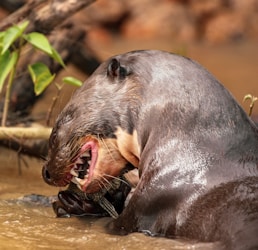 seal on body of water during daytime