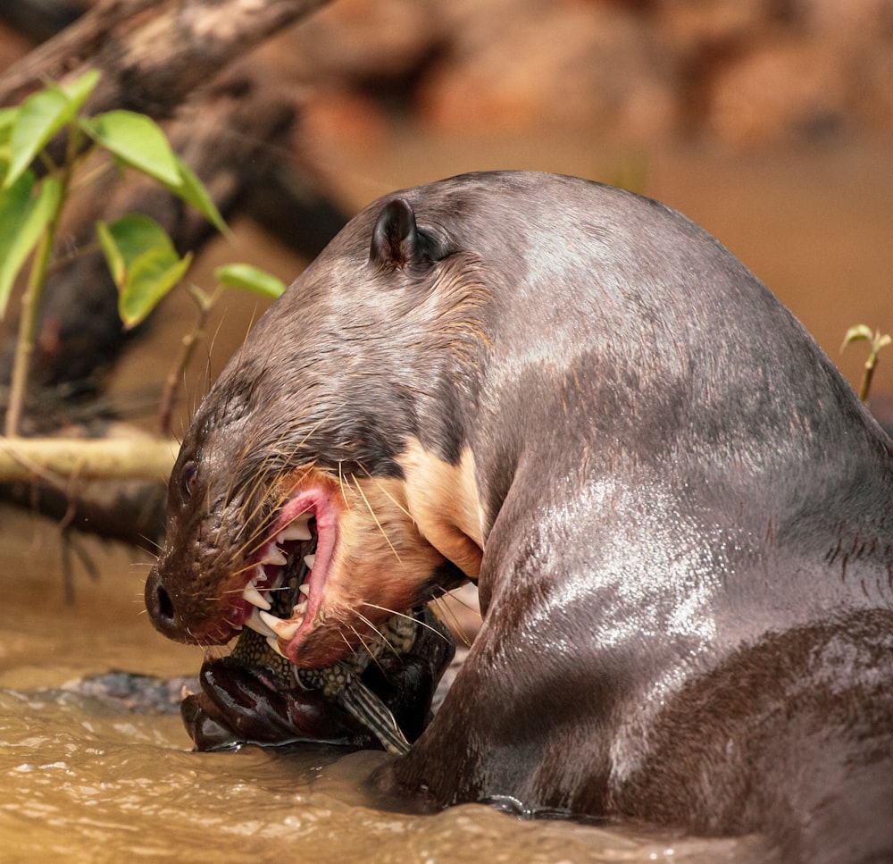 seal on body of water during daytime