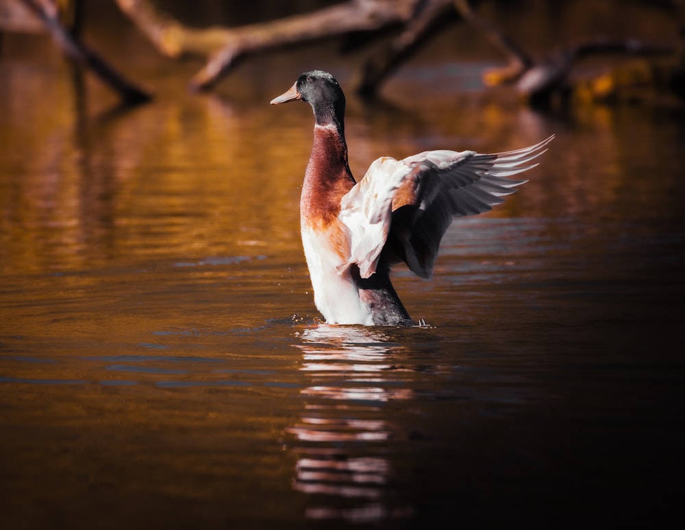 white and brown bird flying over the water