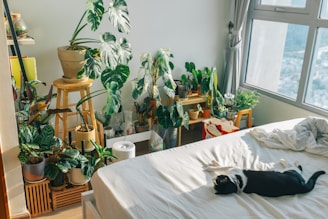 A spacious cat suite featuring climbing shelves and a window view of the garden.